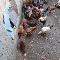 خروس گلین ومرغ جوان