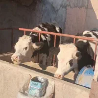 تلیسه آبستن