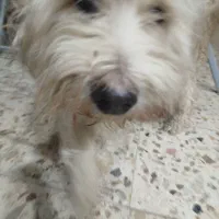 سگ پشمالو|سگ|اهواز, شهرک رزمندگان|دیوار