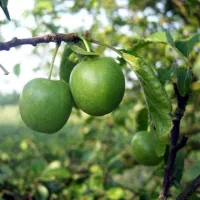 تولید و فروش انواع نهال مثمر و غیر مثمر|خدمات باغبانی و درختکاری|شیراز, بعثت|دیوار