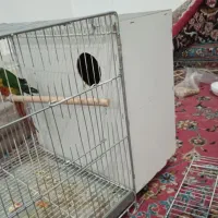 گرنچینگ و عروس هلندی