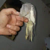 عروس هلندی رام|پرنده|شیراز, کفترک|دیوار