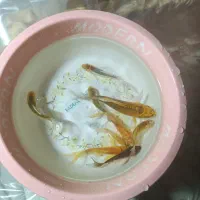 ماهی قرمز|ماهی|سلطانیه, |دیوار