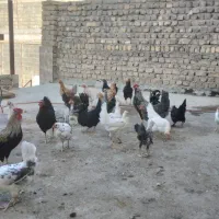 مرغ وخروس ونوچه وجوجه گلین
