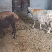 کاور|حیوانات مزرعه|سیوان, |دیوار