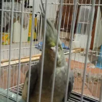 عروس هلندی|پرنده|سبزوار, هویزه|دیوار