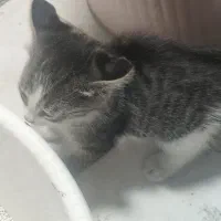 واگذاری بچه گربه|گربه|اندیشه, اندیشه فاز ۱|دیوار