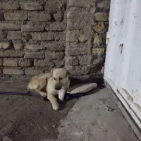 پاپی پاکوتاه