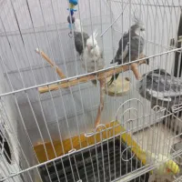 عروس هلندی وایت فیس  نر|پرنده|فردیس, شهرک ارم|دیوار