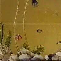 آکواریم|ماهی|اندیشه, اندیشه فاز ۱|دیوار