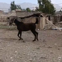 مادیان|اسب و تجهیزات اسبسواری|بولی, |دیوار