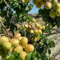 نهال های درجه یک و پر بار ضمانتی|عمده‌فروشی|میاندوآب, |دیوار