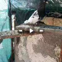 فروش کفتر کلی