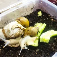 فروش حلزون های بسیار زیبا