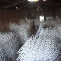 کارخانه دنیای حفاظ (روی دیوار) شاخ گوزنی بوته خاری