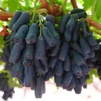 نهالستان و نهال فروشی ایران نهال سجاد همراهی|خدمات باغبانی و درختکاری|خرم‌آباد, |دیوار