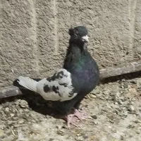 سینه تافته ای ماده|پرنده|مرودشت, استادیوم‎|دیوار