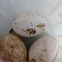 تخم نطفه دار قو غاز