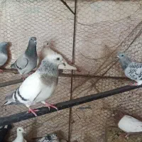 کبوتر
