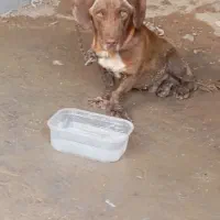 سگ خارجی پاکوتاه
