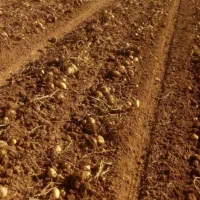 زمین-کشاورزی