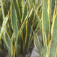 گیاه آپارتمانی سانسفریا|گل و گیاه طبیعی|اهواز, شریعتی جنوبی|دیوار