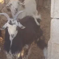 بز کولار گیسه|حیوانات مزرعه|جهرم, |دیوار