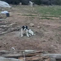 سگ نر گله ای ۳ساله الاغ ماده گله ای