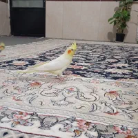 عروس هلندی