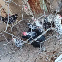 مرغ خروس گلین|حیوانات مزرعه|کازرون, |دیوار