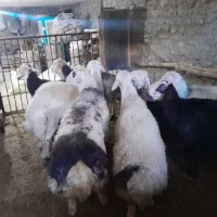 اف ۳۵|حیوانات مزرعه|زاغه, |دیوار