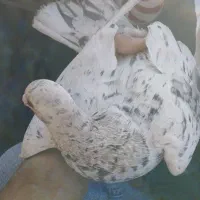 سرور نر|پرنده|فولادشهر, زاینده رود|دیوار