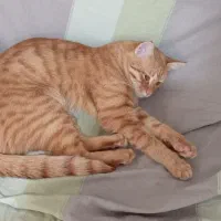 واگذاری گربه