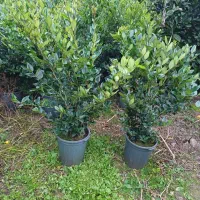 درختچه لاوسون چنار درخت بادام نهال درخت سرو کاج|خدمات باغبانی و درختکاری|شیراز, حومه شیراز|دیوار