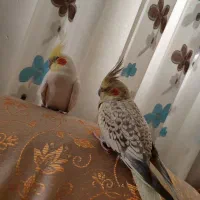 عروس هلندی نر و ماده تخم گذار|پرنده|همدان, |دیوار