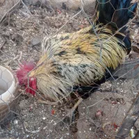 خروس|پرنده|آیسک, |دیوار