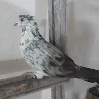 گوشی کفتر|موبایل|قم, کاسه گران|دیوار