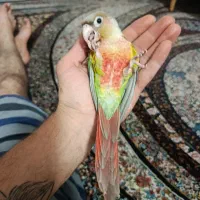 گرینچک فوق دستی