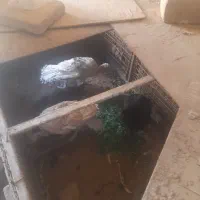فروش بوقلمون