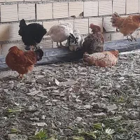 مرغ محلی و کاکلی پاپر تخم‌گذار