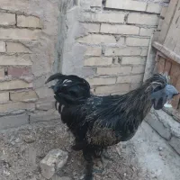 خروس ودوتاجوجه دو رگه ایام سمانی گوشت سیاه