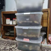 حلزون آرایشی کاردرمنزل شغل سود کار در منزل