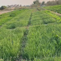 نهال پیاز دستگیری مینروای سفید برفی