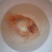 ماهی پرت|ماهی|شوشتر, |دیوار