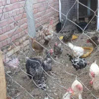 بوقلمون ماده تخم گذار