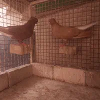 فروش کبوتر