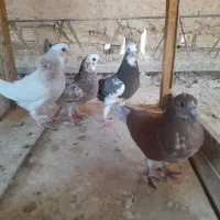 جوجه کبوتر تازه دون خور|پرنده|ابریشم, |دیوار