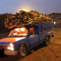 خرید چوب باغی اکالکتوس نقدی