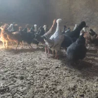 جوجه کاکلی|پرنده|مرودشت, محمد آباد|دیوار