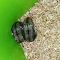 همستر(منیاتوری)